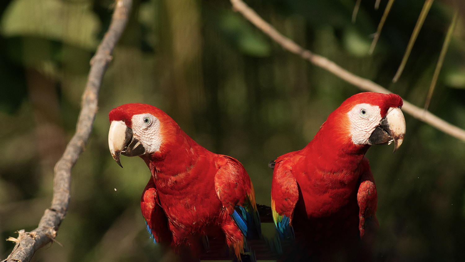 Scarlet Macaw